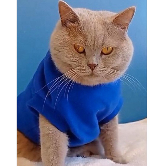 Regata Pet Roupa cachorro Gato inverno porte pequeno a médio